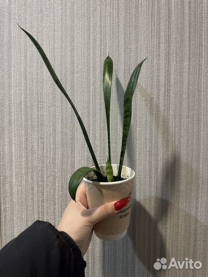 Сансевиерия