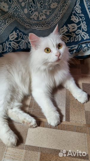Котики бесплатно