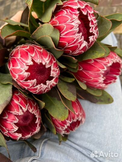 Букет Цветы на 14 февраля Протея Ромашки