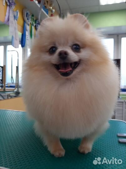 Стрижка собак и кошек