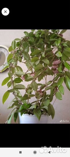 Хойя (восковик)