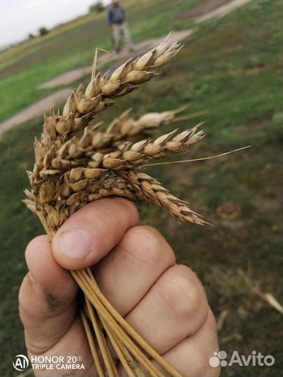 Пшеница fox(Фокс) двуручка