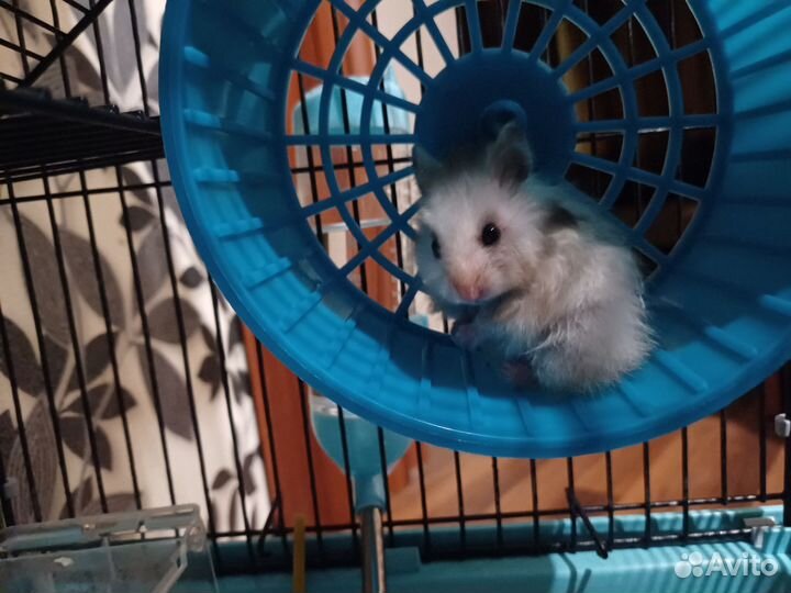 Сирийские Ангорские Хомяки мальчик и девочка