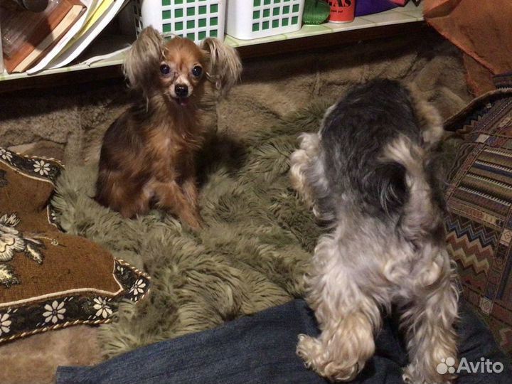 Передержка мелких собак, птиц