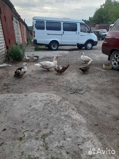 Подсадные утки