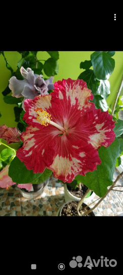Гибискус флоридский Cherry Appaloosa