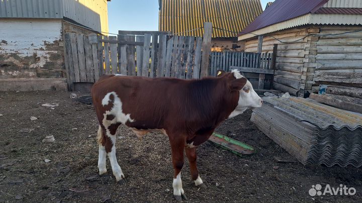 Бычки 4 мес