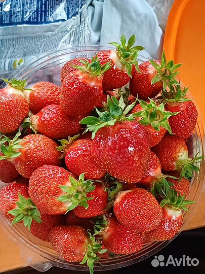 Продаю рассаду клубники