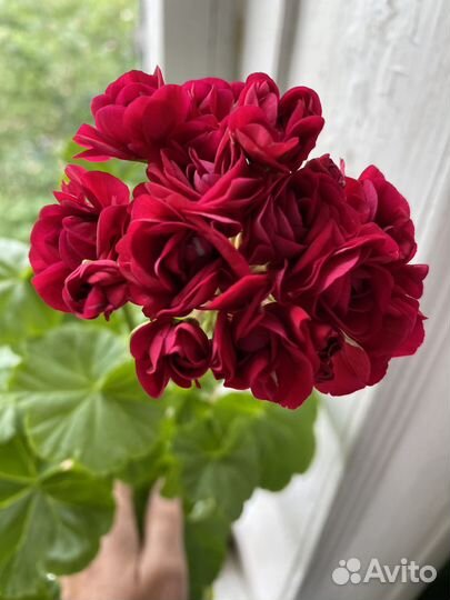 Герань розовидная