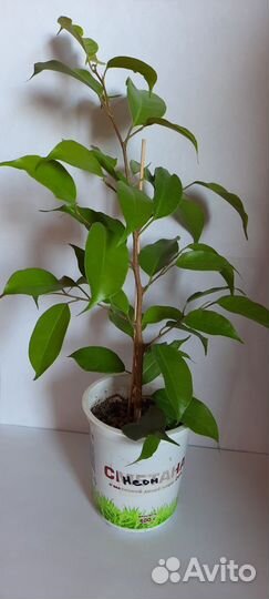 Фикус бенджамина
