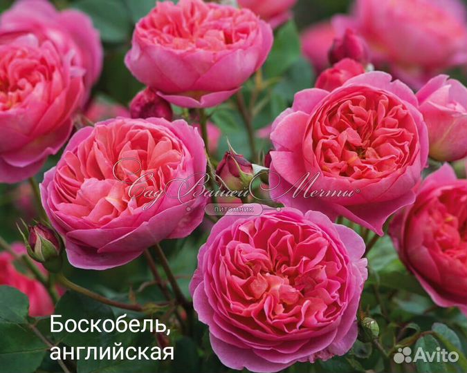 Розы для сада