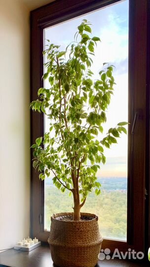 Фикус 1,25 м
