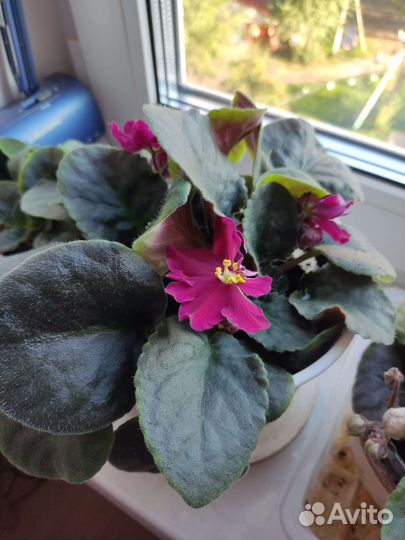 Фиалки цветущие