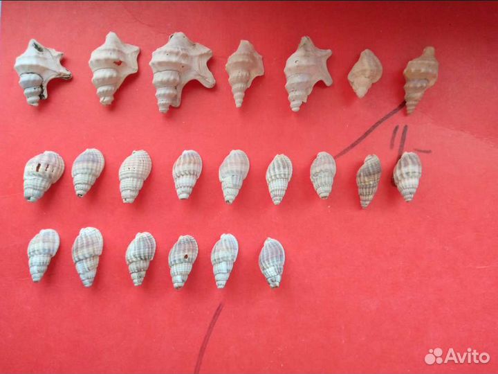 Морские ракушки