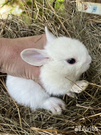 Декоративные кролики