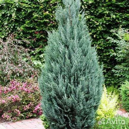 Кипарисовик Лавсона Колумнарис