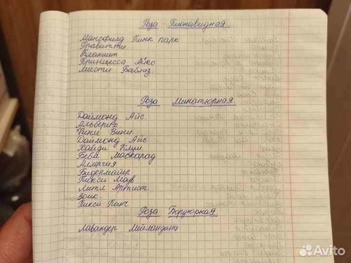 Саженцы роз