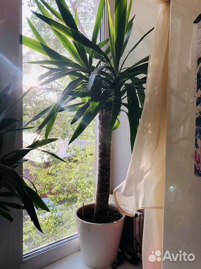 Пальма юкка