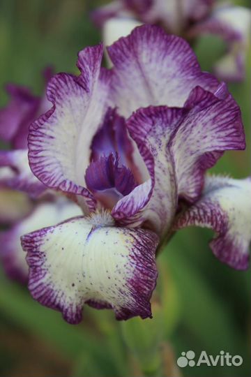 Ирисы бородатые