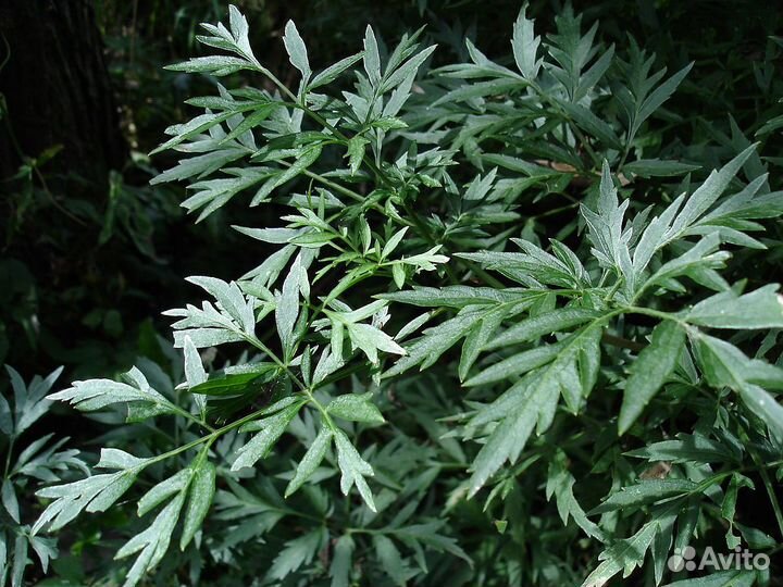 Блек бьюти мадонна - бузина разные сорта почта