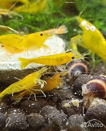Аквариумные Креветки:Амано,Желтые,Оранж,и вишни