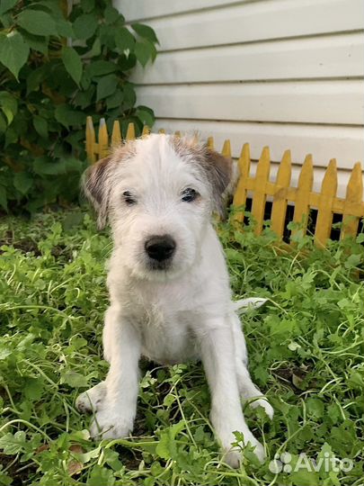 Щенки парсон рассел терьер