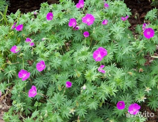 Красиво цветущие кустарники