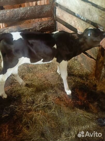 Продам телочек от молочных коров
