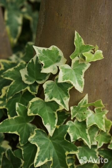 Плющ сортовой пестролистный