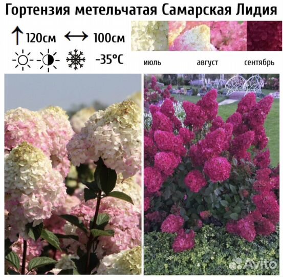 Гортензия метельчатая Самарская Лидия 2-летняя P9