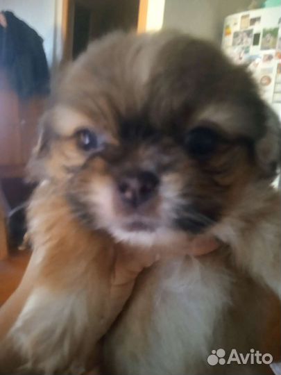 Щенки пекинеса