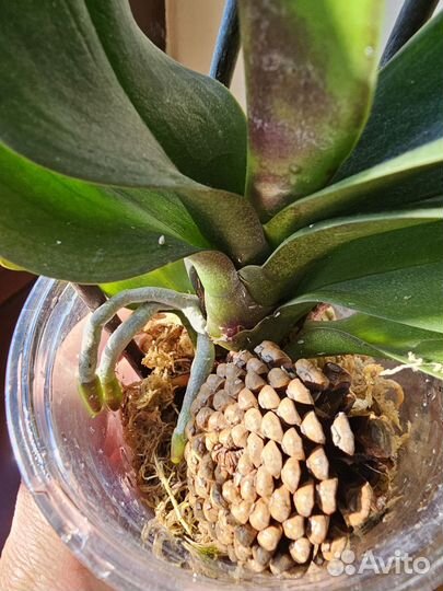 Орхидея фаленопсис