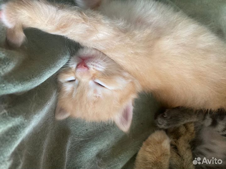 Милейшие котята