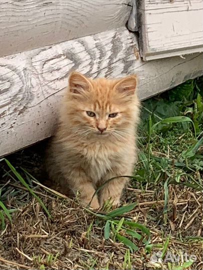 Пушистый рыжий котенок в добрые руки