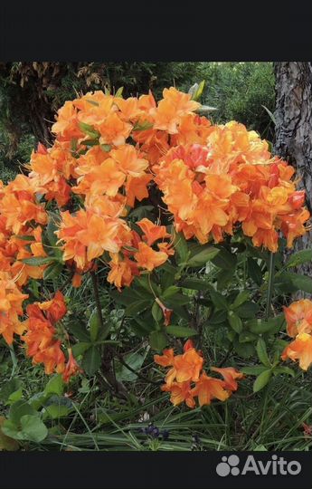 Жасмин, Родедендрон, гортензия