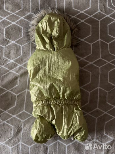 Одежда для собак