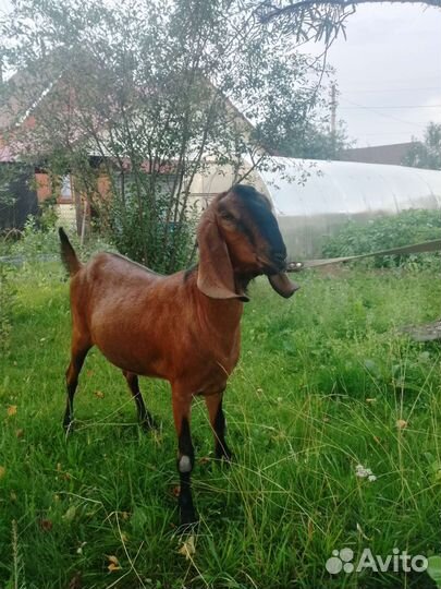 Коза нубийская