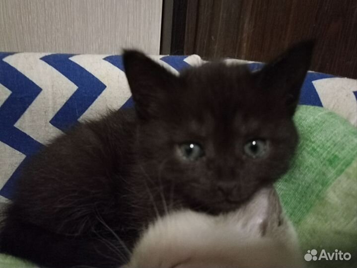 Кошка в дар бесплатно