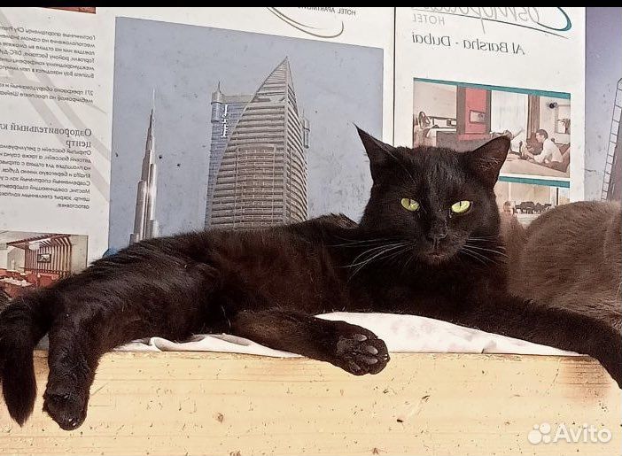 Грациозная и изящная красавица Герда в дар