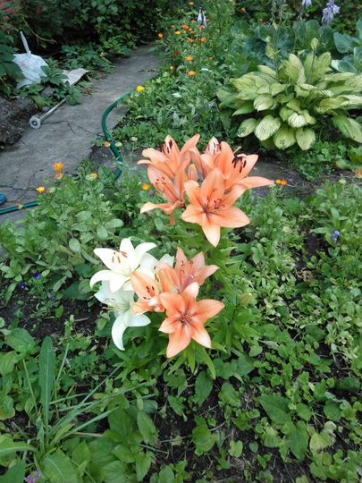 Дача 20 м² на участке 6 сот.