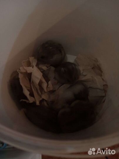 Джунгарики