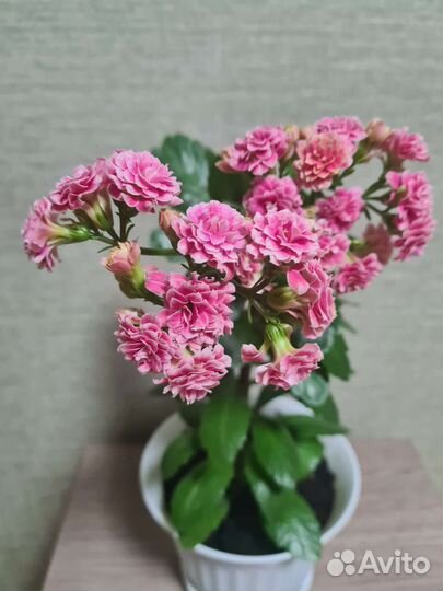 Каланхоэ цветущий, розовый,белый.Хлорофитум
