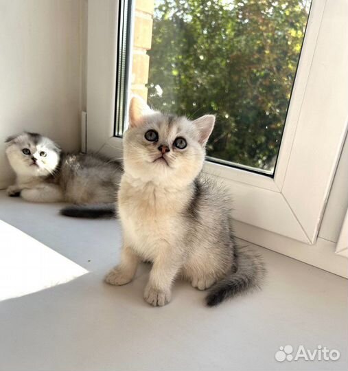 Британские котята серебристая шиншилла