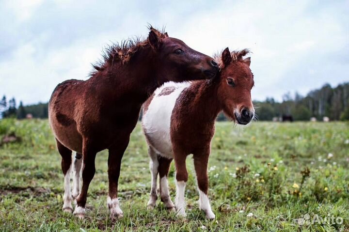 Продам мини Шетлендских жеребчиков
