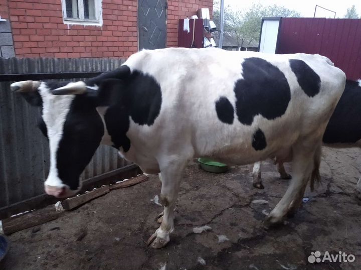 Корова дойная