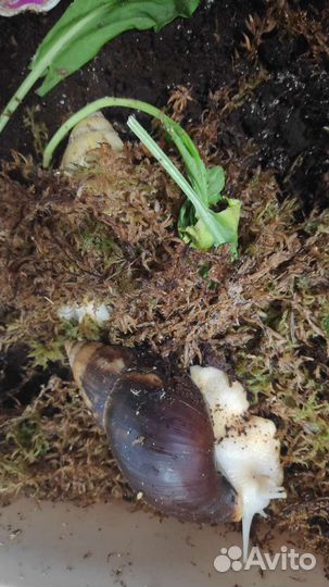 Улитки Ахатины бесплатно