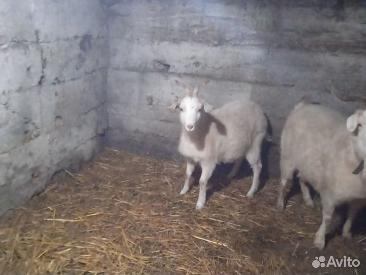 Зааненские козы