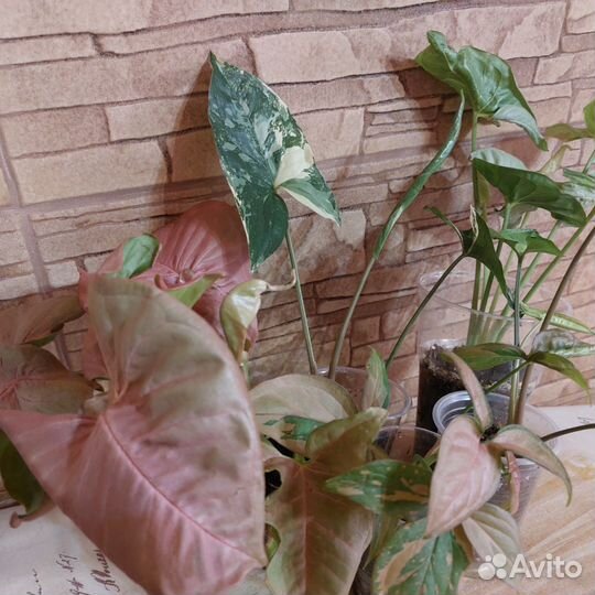 Сингониумы и др.растения
