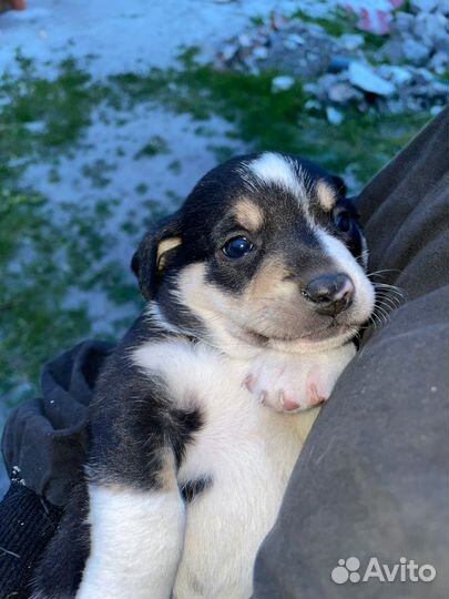 Щенки, собаки помесные