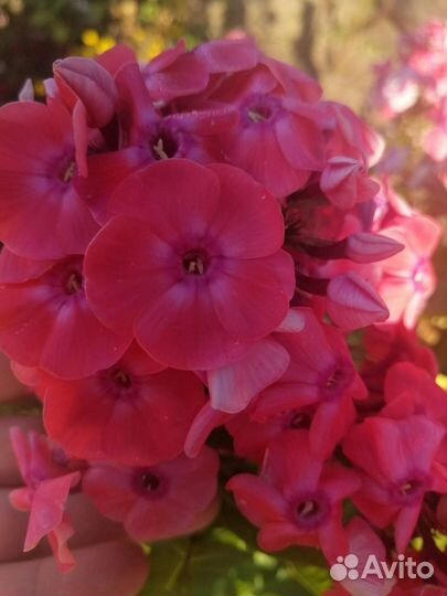 Флокс метельчатый Фобос, народный, белый Даниэль